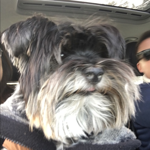 Meet your Posher, Mina , Albert & Baby - Picture 6 of 10